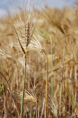 wheat field close up