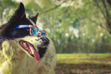 Panting border collie dog outside wearing fun patriotic sunglasses