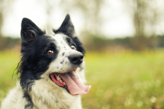 Black and white border collie dog panting and looking at the camera