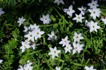 ハナニラの季節。Ipheion uniflorum Japan