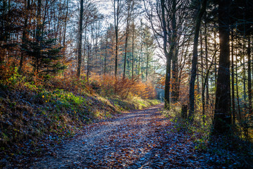 Obraz premium Autumn in a Eifel forest, Germany