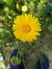 yellow flowers in the garden/ flower