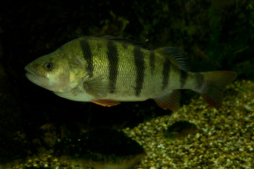 Common perch (Perca fluviatilis).