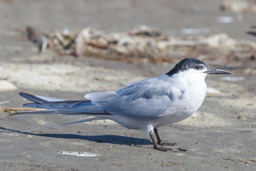 Common Tern (longipennis) in New Zealand