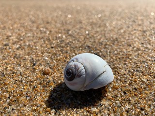 seashell. by the seashore