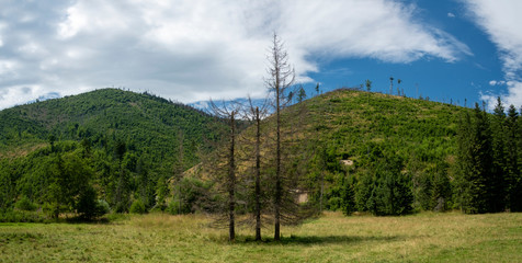 Dead spruces growing in the middle of mountain meadows