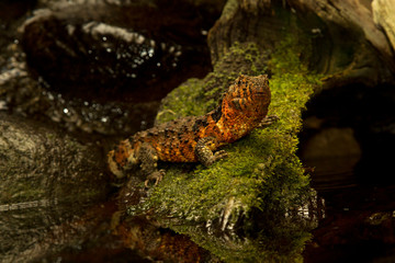 Chinese crocodile lizard (Shinisaurus crocodilurus).