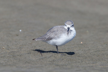 Wrybill - endemic shorebird of New Zealand