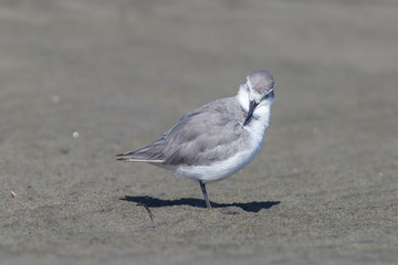 Wrybill - endemic shorebird of New Zealand