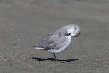 Wrybill - endemic shorebird of New Zealand