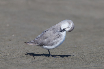 Wrybill - endemic shorebird of New Zealand