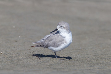 Wrybill - endemic shorebird of New Zealand