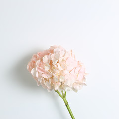 Fresh pink hydrangea flower on white background. Floral composition, top view, copy space