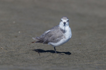 Wrybill - endemic shorebird of New Zealand