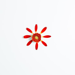 Red gerbera flower on white background. Floral composition, flat lay, top view, copy space