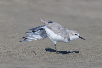 Wrybill - endemic shorebird of New Zealand