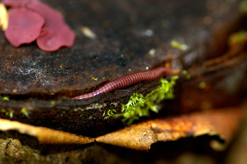 Mushroom