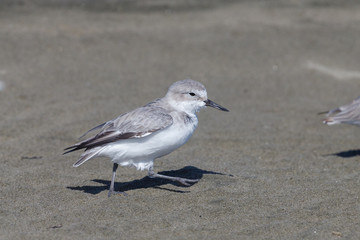Wrybill - endemic shorebird of New Zealand