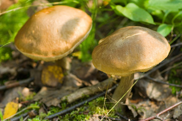 Mushroom