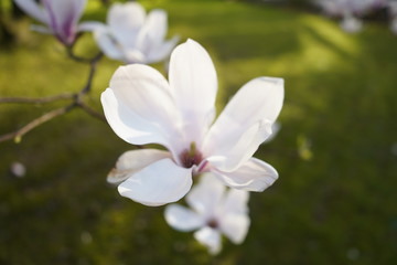 Fototapeta premium fleur