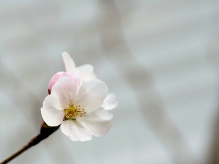 Fototapeta na wymiar 接写した桜の花