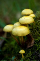 Mushroom