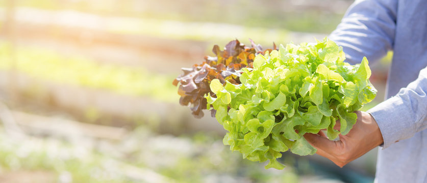 Young Asian Man Farmer Holding Fresh Organic Green Oak And Red Oak Romaine Lettuce In The Hydroponic Farm, Harvest Agriculture Vegetable Ganden, Healthy Food Concept, Banner Website.