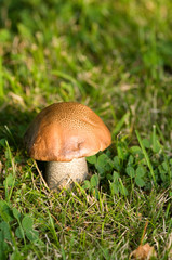 Mushroom