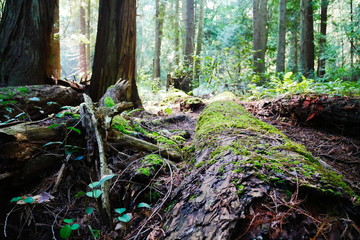 Sunlit forest scene with focus on moss covered log