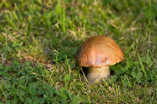 Mushroom
