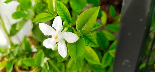 flower in the garden,Wrightia antidysenterica, morning bright white