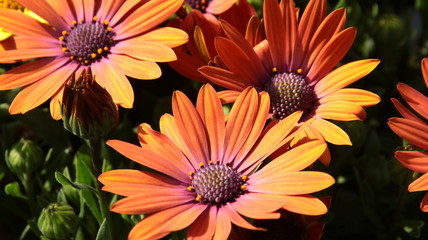 牡蠣のまち「たつの市」で