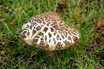 Mushroom