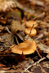 Mushroom