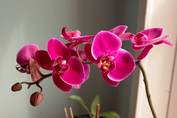 Fototapeta na wymiar purple orchid flower on background