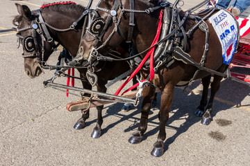 Miniature horse team © melissahemken.com