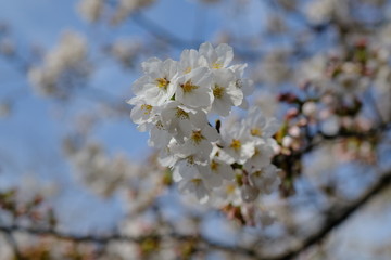 お花見。満開の桜。Hanami Festibal. Beautiful Japanese Cherry Blossoms.