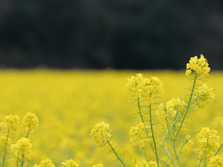 Obraz premium 菜の花畑