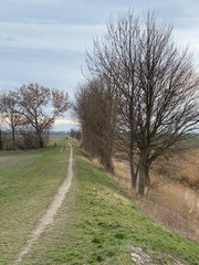 Obraz premium road in the forest, aisle in the countryside, footpath in the grass, natural ways, walking around, treetop, autumn