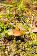  Suillus luteus
