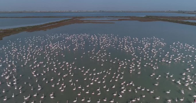 Flamencos rosas en el Delta del Ebro. Catalu&ntilde;a. Lagos y humedales.