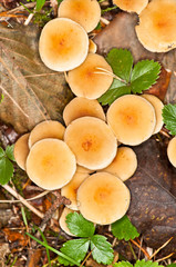 Mushroom