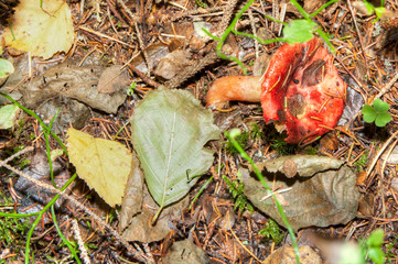 Mushroom