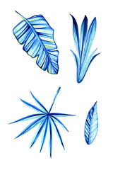  Exotic, tropical leaf set. Summer mood in a combination of colors, blue, turquoise, yellow and green. Isolated on a white background. Set for your product design.