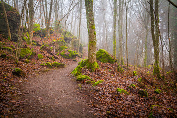 Mossy rocks in the forest
