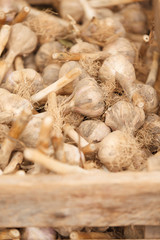 Bin of dried garlic for sale at a farmer's market