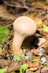 Mushroom