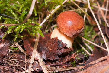 Mushroom