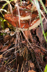Mushroom