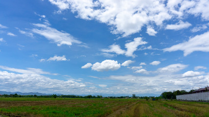 A wide farmer agriculture land of rice plantation farm after harvest season, under beautiful white fluffy cloud formation on vivid blue sky in a sunny day,  countryside of Thailand